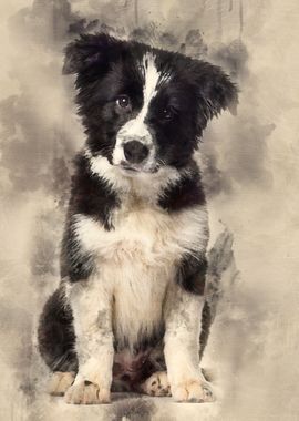 Border Collie puppy 17 wee