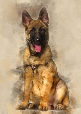 Belgian Shepherd dog 4 mon