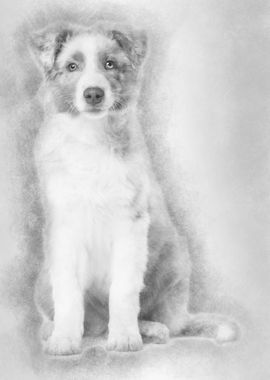 Australian Shepherd puppy