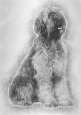 Briard dog 9 Months Old si