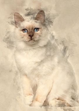 Portrait of Birman cat 5 m