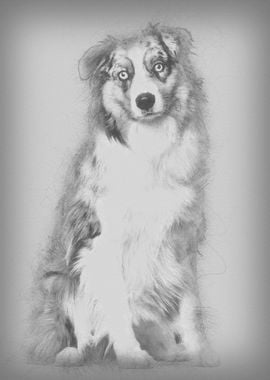 Australian Shepherd dog si