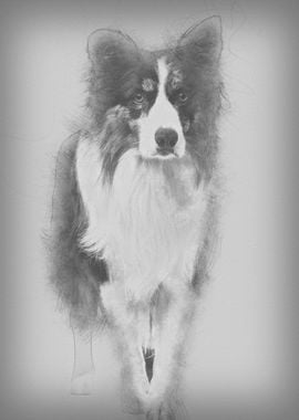 Border Collie 85 years ol