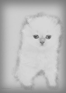 British Longhair Kitten 5