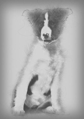 Border Collie dog 4 months