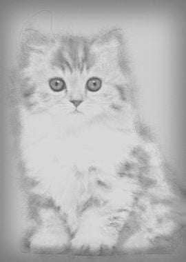 British Longhair kitten 2