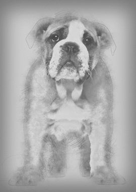 English Bulldog puppy 2 an