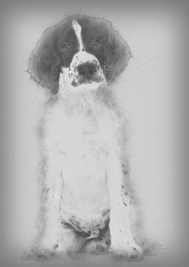 English Springer Spaniel s