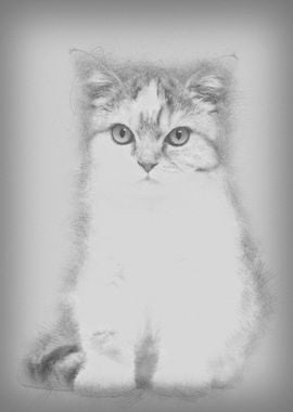 British Shorthair kitten 3