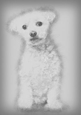 Bichon Fris 7 years old