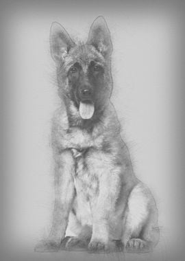 Belgian Shepherd dog 4 mon