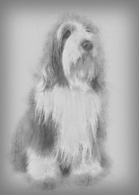 Bearded Collie 3 Years Old