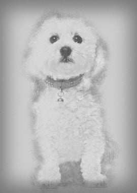 Bichon Fris 5 years old