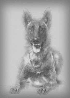 Belgian Shepherd lying aga