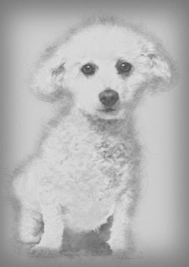 Bichon Fris 5 years old