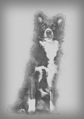 Border Collie dog 1 year o