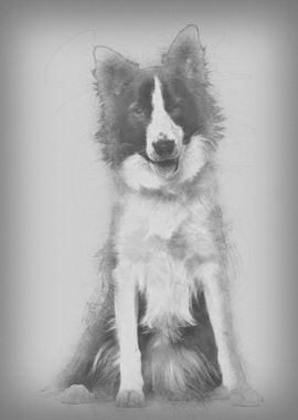 Border Collie dog 18 mont