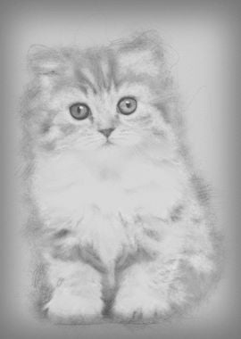 British Longhair kitten 2