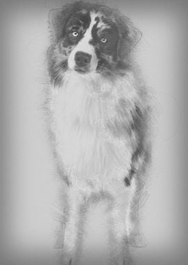 Australian Shepherd dog 14