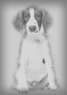 English Springer Spaniel s