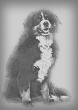 Bernese Mountain Dog 9 ye