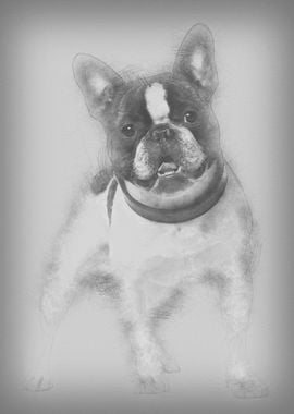 French bulldog 15 months o