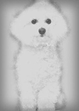 Bichon frise 5 years old s