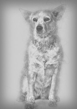 Australian Cattle Dog 2 Ye