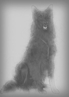 Belgian Shepherd dog sitti