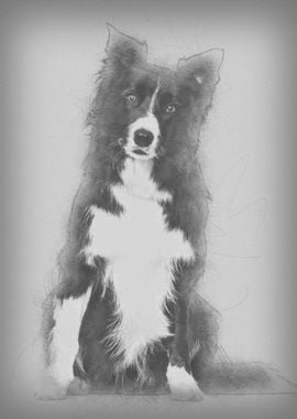 Border Collie dog sitting