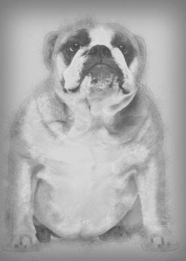 English Bulldog 3 years ol