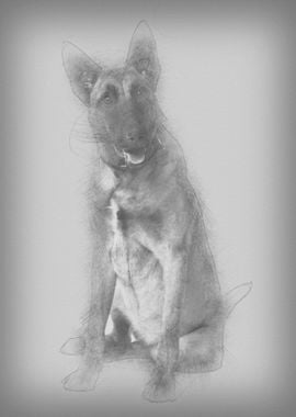 Belgian Shepherd Dog 8 mon