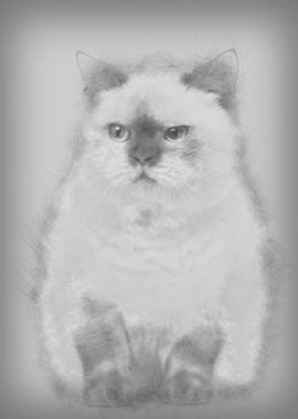 Fat British Shorthair 25