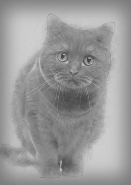 British Shorthair 20 month