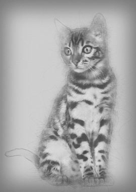 Bengal kitten 4 months old