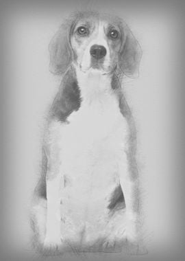 Beagle 2 years old sitting