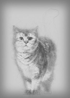 British Shorthair cat agai