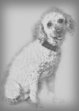 Apricot poodle 7 years old