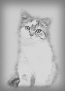 British Shorthair kitten 3