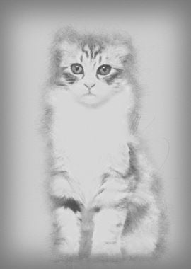 American Curl kitten 3 mon