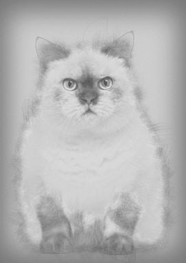 Fat British Shorthair 25