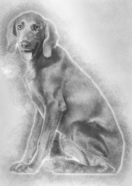 Portrait of Weimaraner 8 m