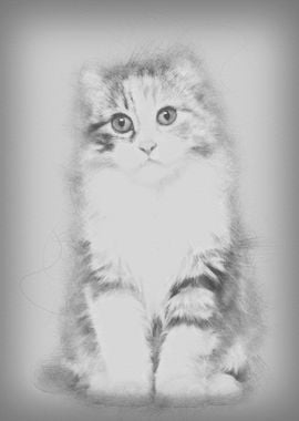 American Curl kitten 3 mon