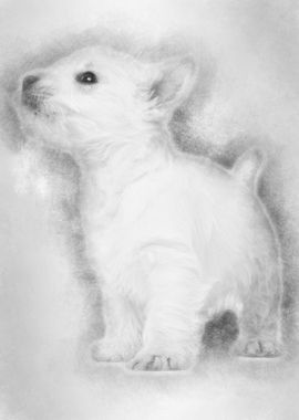 West Highland Terrier pupp