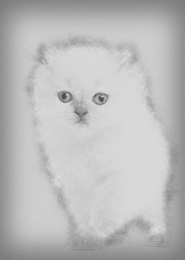 British Longhair Kitten 5