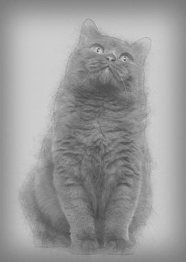 British Shorthair 20 month