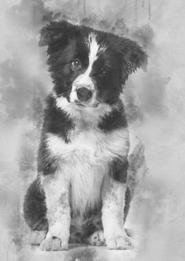 Border Collie puppy 17 wee