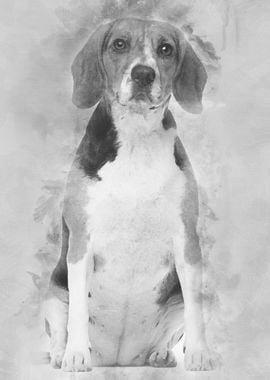 Beagle 2 years old sitting