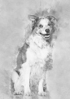 Border Collie sitting agai