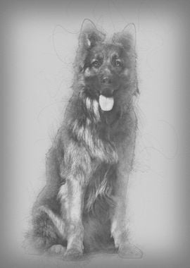 German Shepherd dog 1 yea